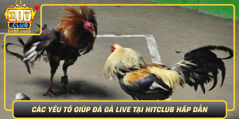 Đá Gà Live Tại HitClub – Sân Chơi Uy Tín Cho Người Yêu Gà 3 Cac Yeu To Giup Da Ga Live Tai Hitclub Hap Dan