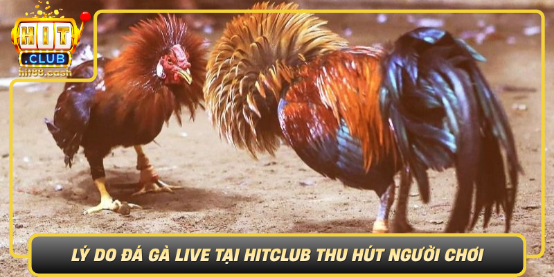 Đá Gà Live Tại HitClub – Sân Chơi Uy Tín Cho Người Yêu Gà 2 Ly Do Da Ga Live Tai Hitclub Thu Hut Nguoi Choi