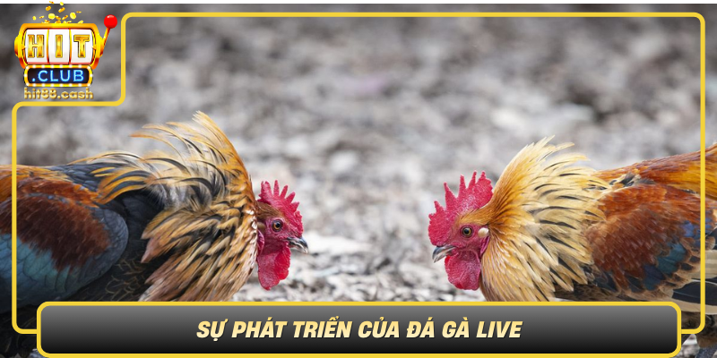 Đá Gà Live Tại HitClub – Sân Chơi Uy Tín Cho Người Yêu Gà 1 Su Phat Trien Cua Da Ga Live Tu Truyen Thong Den Hien Dai